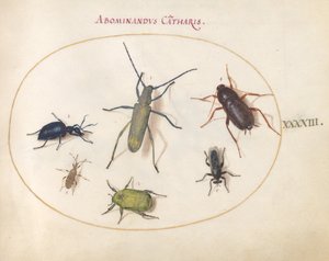 Tafel 43: Ein Goldblühender Grauer Langhornkäfer (?), Rainkäfer (?), Kakerlake, Blattfußwanze und andere Insekten von Joris Hoefnagel
