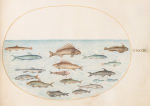 Tafel 43: Fünfzehn Fische