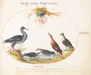 Tafel 43: Strandläufer und andere Küstenvögel bewundern einen Blumenkranz