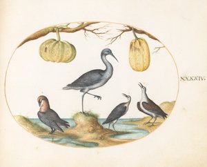 Tafel 44: Uferschnepfe(?) und Strandläufer mit zwei Kürbissen
