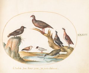 Tafel 45: Möwen und andere Vögel an einem Ufer