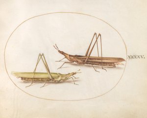 Tafel 45: Zwei Langkopf-Heuschrecken(?) von Joris Hoefnagel