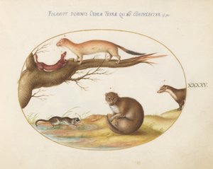 Tafel 45: Wiesel, ein Frettchen und eine "Nussmaus" von Joris Hoefnagel