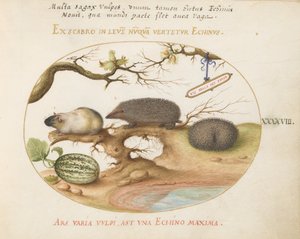 Tafel 48: Meerschweinchen und Igel mit Melone und Haselnüssen von Joris Hoefnagel