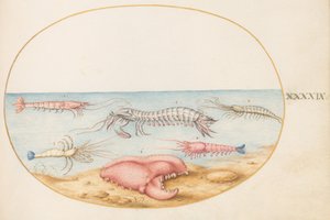 Tafel 49: Fangschreckenkrebs und die Klaue eines europäischen Flusskrebses