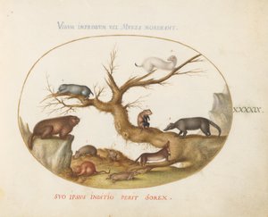 Tafel 49: Murmeltier, Hamster, Ratte, Feldmaus, Spitzmaus und ein Nasenbär von Joris Hoefnagel