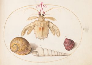 Tafel 50: Ein toter Einsiedler(?) Krebs mit Turmschneckenhäusern