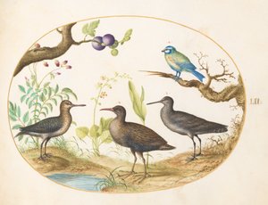 Tafel 52: Blaumeise mit drei Watvögeln und einem Feigenbaum