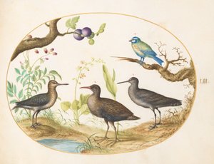 Tafel 52: Blaumeise mit drei Watvögeln und einem Feigenbaum von Joris Hoefnagel