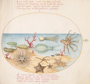 Tafel 53: Seegurken, Korallen, Oktopus, Seesterne, Tintenfisch und andere Meereskreaturen