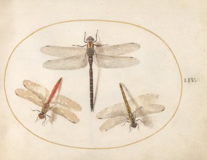 Tafel 54: Haarige Libelle und zwei Großlibellen