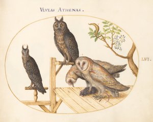 Tafel 56: Schleiereulen mit einer Maus, Uhu(?) und einer weiteren Eule von Joris Hoefnagel