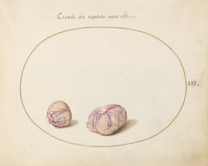 Tafel 56: Zwei Kohlköpfe