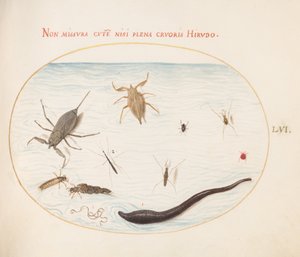 Tafel 56: Wasserskorpion, Wasserläufer, Teichläufer, rote Wassermilbe, Blutegel(?) und andere Wasserinsekten