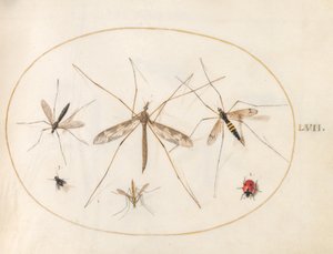 Tafel 57: Ein Marienkäfer, eine Fliege und vier andere Insekten