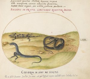 Tafel 57: Eine Schlange, ein Feuersalamander und ein schlangenähnliches Wesen mit zwei Beinen von Joris Hoefnagel