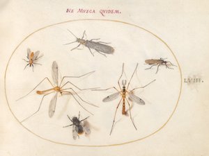 Tafel 58: Eine Biene und fünf andere Insekten