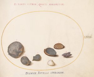 Tafel 58: Muscheln, einschließlich Abalone(?) von Joris Hoefnagel