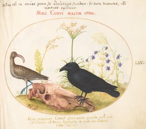 Tafel 59: Brachvogel und Krähe mit Pferdeschädel von Joris Hoefnagel