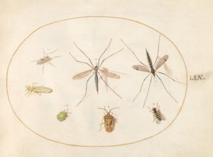 Tafel 59: Sieben Insekten, darunter eine Weißdornwanze, Schnaken und eine Schwebfliege