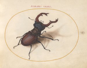Tafel 5: Hirschkäfer von Joris Hoefnagel
