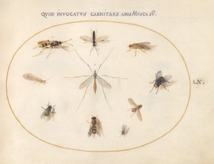Tafel 60: Fliegen und andere Insekten