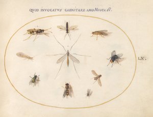 Tafel 60: Fliegen und andere Insekten, ca. 1575/80