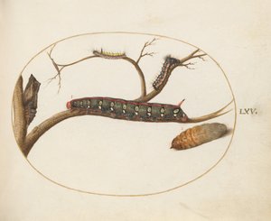 Tafel 60: Raupe des Wolfsmilchschwärmers, Puppen und andere Raupen von Joris Hoefnagel