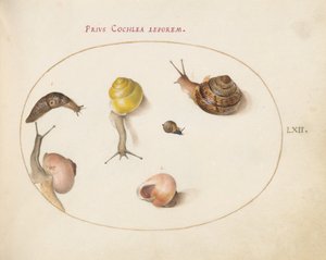 Tafel 62: Eine Schnecke mit Schnecken von Joris Hoefnagel