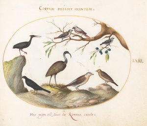 Tafel 62: Nördlicher Glattibis und Brauner Sichler mit anderen Vögeln