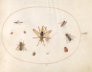 Tafel 62: Zehn Insekten