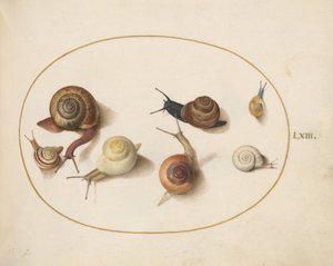 Tafel 63: Sieben Schnecken von Joris Hoefnagel