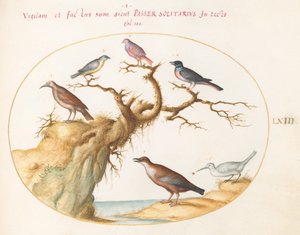 Tafel 63: Sechs kleine Vögel, darunter ein Blaukehlchen und ein Kuckuck(?)