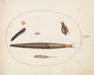 Tafel 64: Leopardschnecke, Laufkäferlarve, eine Rattenschwanzlarve und andere Kreaturen von Joris Hoefnagel