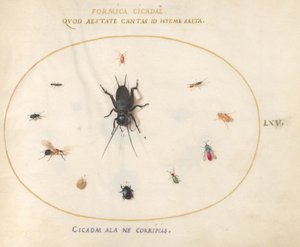 Tafel 65: Eine Grille umgeben von Insekten von Joris Hoefnagel