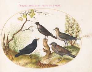 Tafel 65: Amsel, Star (?), und andere Vögel