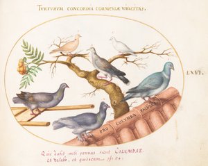 Tafel 66: Tauben und Tauben von Joris Hoefnagel
