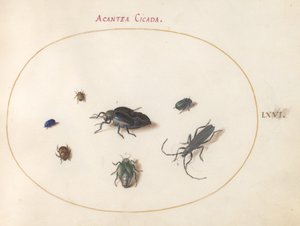 Tafel 66: Zwei Ölkäfer, ein Langhornkäfer und vier andere Insekten von Joris Hoefnagel