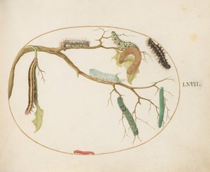 Tafel 67: Große weiße und kleine weiße Schmetterlingsraupen, Tabakschwärmerraupe, Besenmotte und andere von Joris Hoefnagel