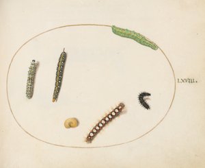 Tafel 68: Blattspornschwärmer-Raupe, Königskerzenmotte-Raupe und andere Raupen von Joris Hoefnagel