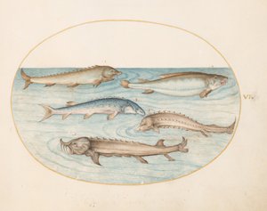 Tafel 6: Fünf Welse und Stör(?)