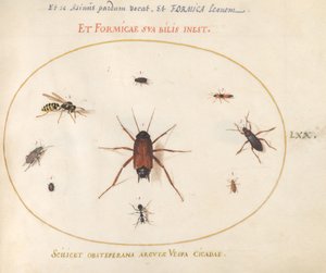 Tafel 70: Ein Rotauge umgeben von Insekten von Joris Hoefnagel