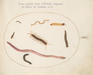 Teller 70: Wurm, Tausendfüßler, Hundertfüßler und andere lange Kreaturen von Joris Hoefnagel