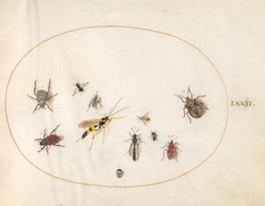 Teller 72: Schildkäfer, Zimtwanze, Wespe und andere Insekten von Joris Hoefnagel
