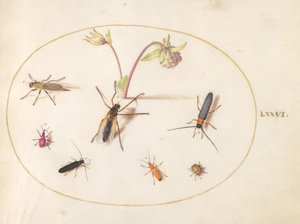 Tafel 76: Insekten mit einer rosa und cremefarbenen Akelei von Joris Hoefnagel