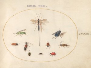 Tafel 78: Zehn Insekten, darunter eine blaue Fliege