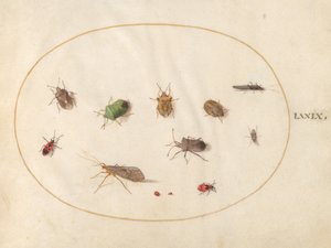 Tafel 79: Zwölf Insekten, darunter Schildwanzen von Joris Hoefnagel
