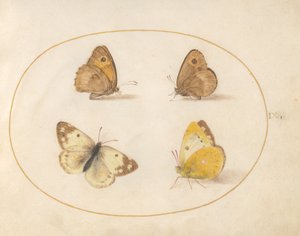 Tafel 9: Wiesenbraunauge, Schornsteinfeger, Postillon und Bath-Weißling von Joris Hoefnagel