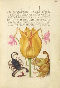 Raketenrittersporn, Tulpe, Skorpion, Tausendfüßler und Europäische Haselnuss