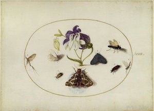  von Joris Hoefnagel